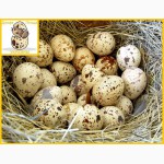 Яйца инкубационные перепела Техасец - супер бройлер (США)