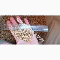 Семена пшеницы сорт FOX мягкий Канадский трансгенный сорт двуручки (элита)