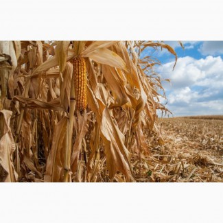 Семена кукурузы ДКС 3730 (DKC 3730) ФАО 280 Монсанто