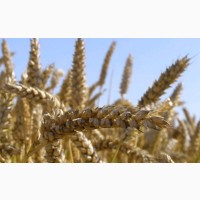 Озимая пшеница Нива Одесская семена (элита, 1 репрод), урожай 2019 года