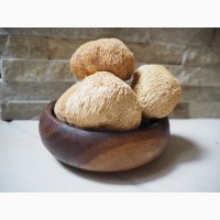 Ежовик (Їжовик ежевик) гребінчатий гребенчатый цілий гриб гериций