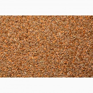 Закупівля пшениці для хлібопекарської промисловості