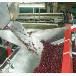 Машина для удаления косточек из вишни, сливы, абрикоса 1600 - 2600 кг/час