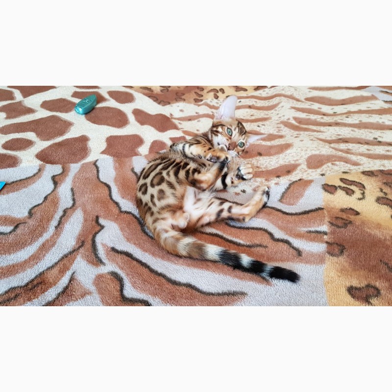 Фото 2. Купить бенгальского кота Одесса. Бенгальский котенок Одесса