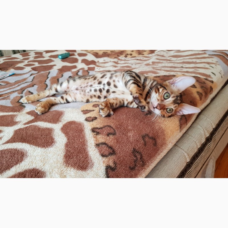 Фото 3. Купить бенгальского кота Одесса. Бенгальский котенок Одесса