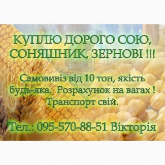 Куплю дорого кукурудзу МОКРУ