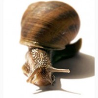 Snail-active – Стимулирует синтез коллагена