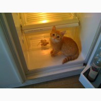 Ремонт холодильников по Харькову