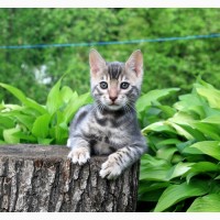 Продам бенгальского котенка