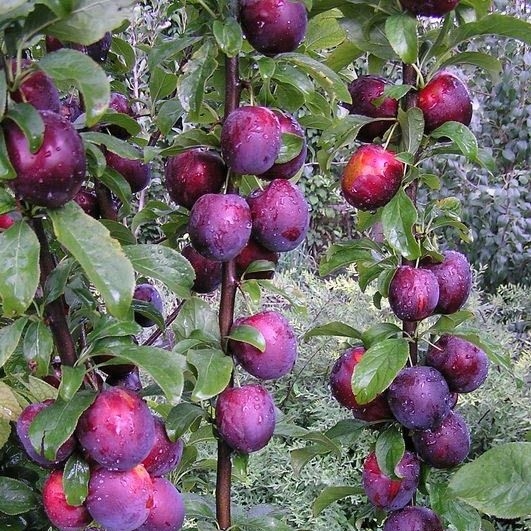 Фото 4. Саженцы Колоновидных плодовых деревьев