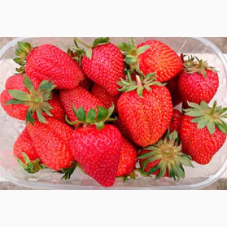 Полуниця Азия (Asia Strawberry) саджанці полуниці Фріго