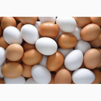 К реализации инкубационное яйцо и суточный цыпленок