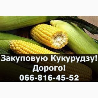 Підприємство Закуповує Кукурудзу! Найвищі в регіоні ціни