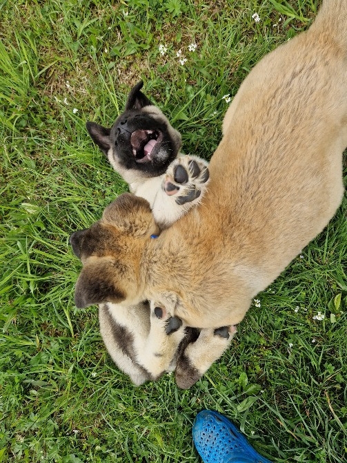 Фото 3. Американська акіта 2 щенки