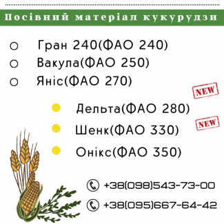 Насіння кукурудзи гібрид - ШЕНК ФАО 330