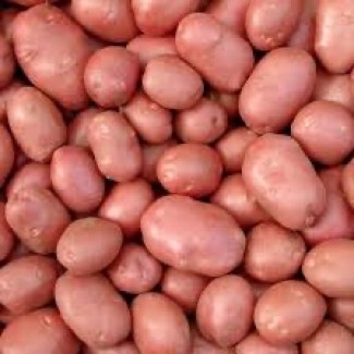 Продається великий обсяг посадквої картоплі сорту Белароза, тільки опт
