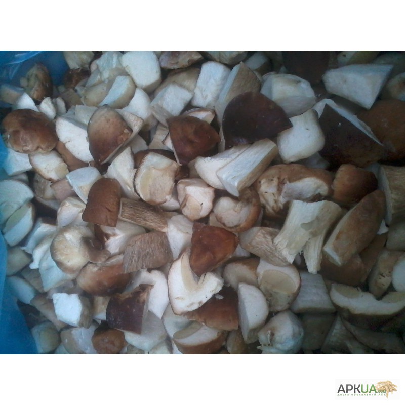 Фото 2. Карпатские грибы