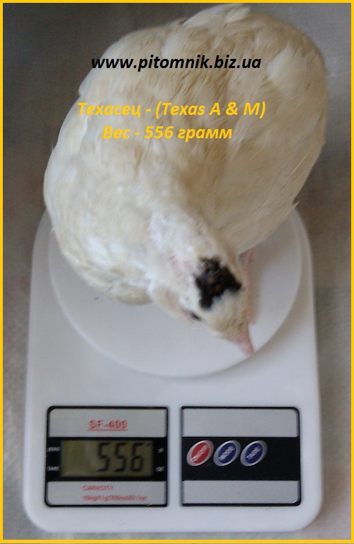 Яйца инкубационные порода Техасский белый - бройлер (США)