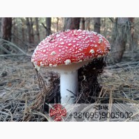 Мухомор ЧЕРВОНИЙ (Amanita Muscaria), сушені капелюшки. Сезон 2023