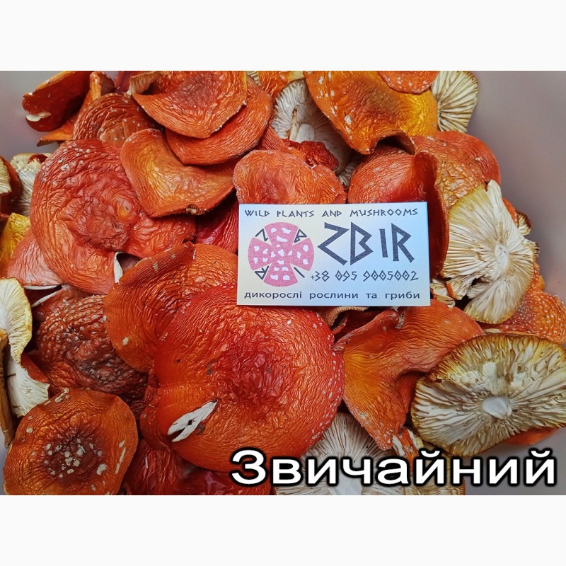 Фото 5. Мухомор ЧЕРВОНИЙ (Amanita Muscaria), сушені капелюшки. Сезон 2023