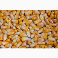 Фуражна кукурудза преміум-якості за вигідною ціною