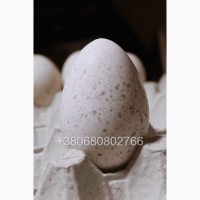 Яйця індиків Біг 6 для інкубації