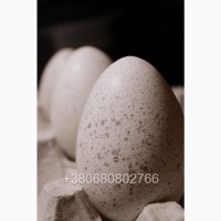 Яйця індиків Біг 6 для інкубації