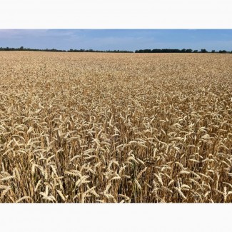 Насіння пшениці ярої Дубравка, супер еліта