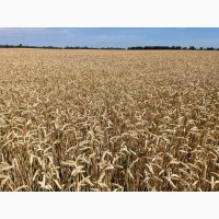 Насіння пшениці ярої Дубравка, супер еліта
