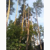 Спил дерев на ділянці та дачі в Києві