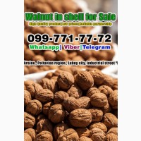 Walnut in shell for Sale! Pre-order available! situated in Ukraine